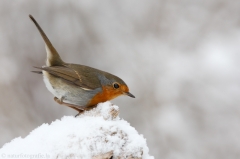 71 Rotkehlchen - Erithacus rubecula